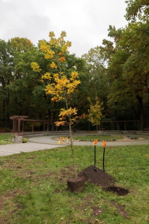 Zdjęcie nr 5 z galerii Sadzenie Dębu w Dąbrowie Górnicze