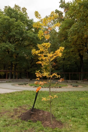 Zdjęcie nr 14 z galerii Sadzenie Dębu w Dąbrowie Górnicze