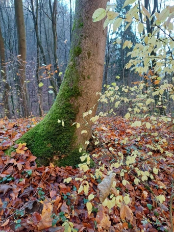 Zdjęcie nr 16 z galerii Spacer ze Zbyszkiem - 6.11.2025