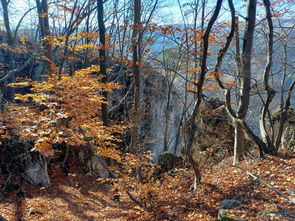 Zdjęcie nr 23 z galerii Spacer ze Zbyszkiem - 6.11.2025