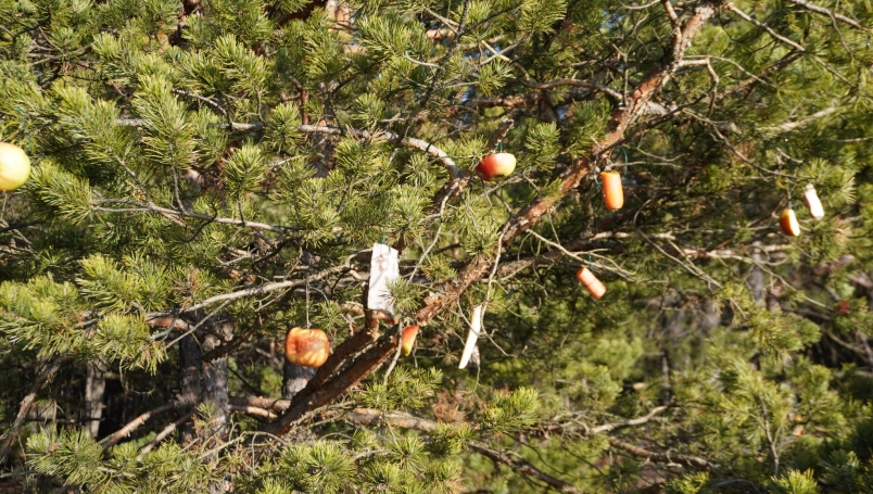 Zdjęcie nr 12 z galerii Przedświąteczne spotkanie z naturą &ndash; Słuchacze UTW na Pustyni Błędowskiej