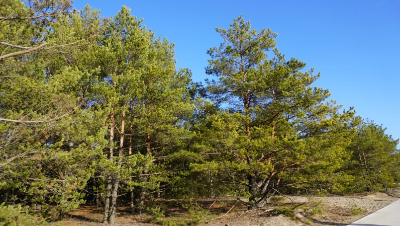Zdjęcie nr 25 z galerii Przedświąteczne spotkanie z naturą &ndash; Słuchacze UTW na Pustyni Błędowskiej