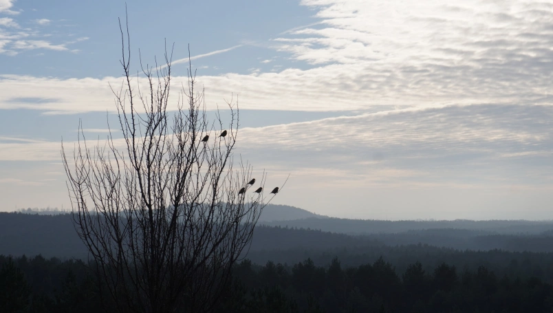 Zdjęcie nr 23 z galerii Przedświąteczne spotkanie z naturą &ndash; Słuchacze UTW na Pustyni Błędowskiej