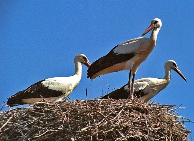 Zdjęcie nr 4 z galerii Żywiec post