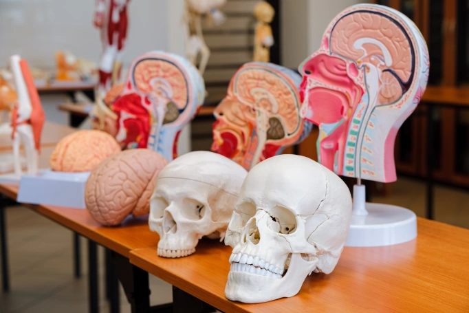 Zdjęcie nr 30 z galerii Long-Cycle Master's Degree in Medicine