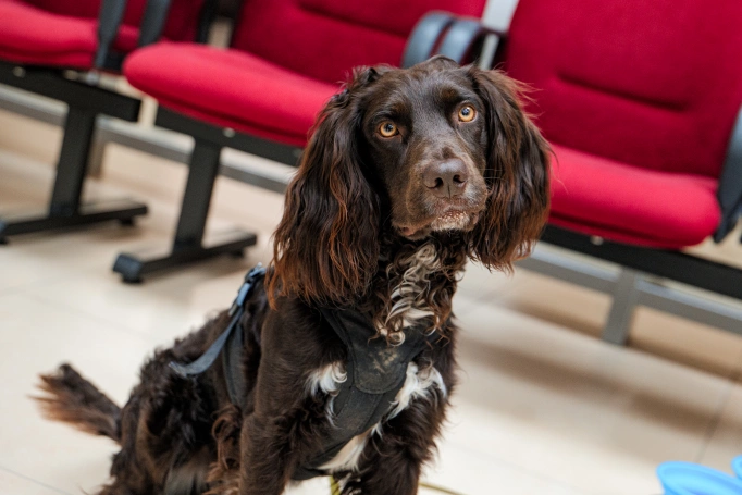 Zdjęcie nr 65 z galerii Dzień Bezpieczeństwa Gliwice