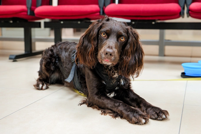 Zdjęcie nr 66 z galerii Dzień Bezpieczeństwa Gliwice