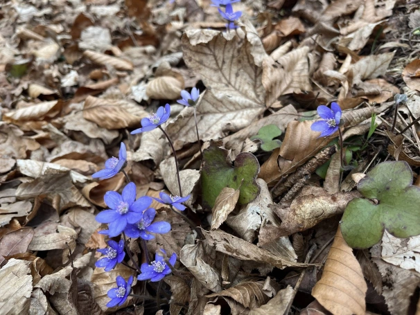 Zdjęcie nr 5 z galerii Marzanna 2026