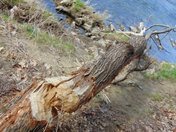 Zdjęcie nr 38 z galerii O wodzie, lesie i odpowiedzialności &ndash; ekologiczne warsztaty terenowe w Żywcu