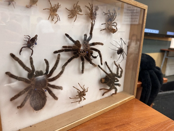 Zdjęcie nr 18 z galerii UDŻ Pająki 