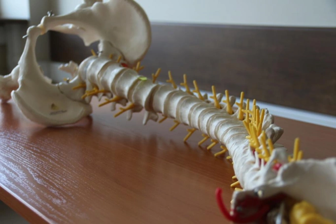 Zdjęcie nr 7 z galerii Międzyuczelniany Akademicki Konkurs Anatomiczny dla studentów fizjoterapii