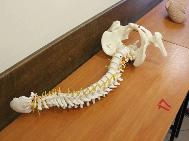Zdjęcie nr 13 z galerii Znamy zwycięzców Akademickiego Konkursu Anatomicznego! 