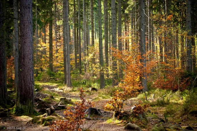 Zdjęcie nr 2 z galerii Rajd Górski - Rysianka 2018