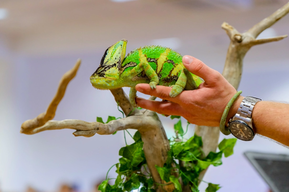 "Pogadaj z gadem" – Owady i Spółka, Maciej Kupczak  (ZOOLOGIA)