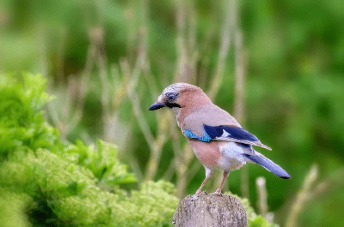 Spacer ornitologiczny (warsztaty w terenie)