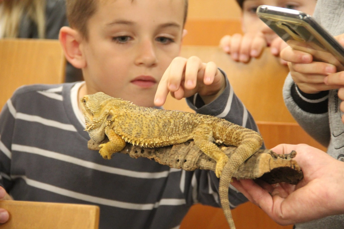 Chłopiec dotyka jaszczurki na drewnie, a w tle widać innych zainteresowanych.