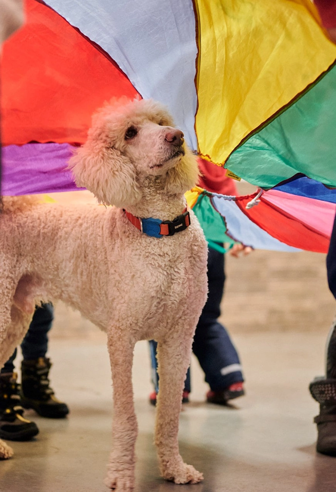 Pies pod kolorowym parasolem w otoczeniu dzieci.