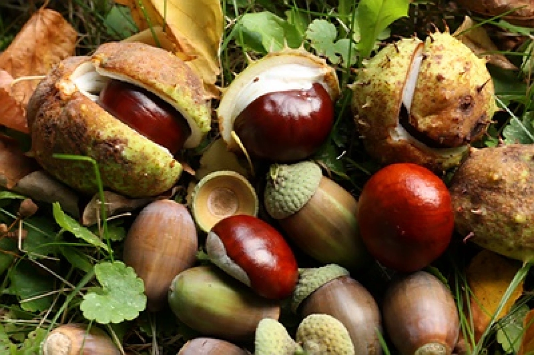 Zbi&oacute;r kasztan&oacute;w i żołędzi leżących na trawie.