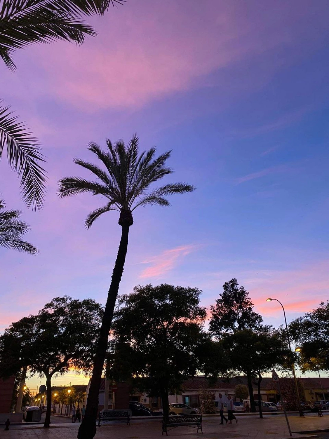 Zachód słońca z palmami na tle różowego nieba.