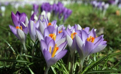 ilustracja aktualności: Harmonogram UTW  AWSB