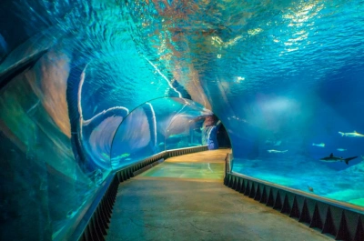 ilustracja aktualności: Zapraszamy na Rodzinną Wyprawę Nukową do Afrykarium i ZOO we Wrocławiu 