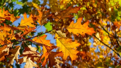 ilustracja aktualności: Harmonogram UTW AWSB 