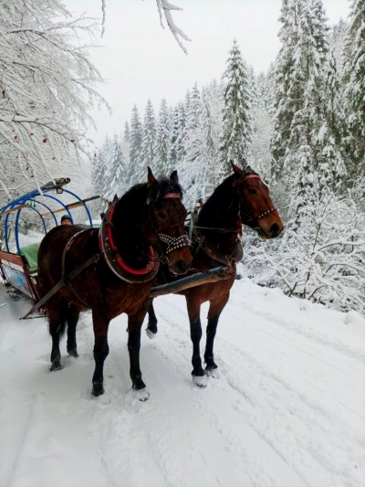 ilustracja aktualności: Zapraszamy na zimowy Kulig w Wiśle