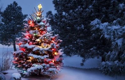 ilustracja aktualności: Przygarnij sosnę na Święta i ocal Pustynię Błędowską