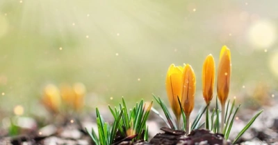 ilustracja aktualności: PRZYWITANIE WIOSNY NA JURZE KRAKOWSKO-CZĘSTOCHOWSKIEJ