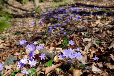 ilustracja aktualności: Harmonogram UTW AWSB - MARZEC 2024