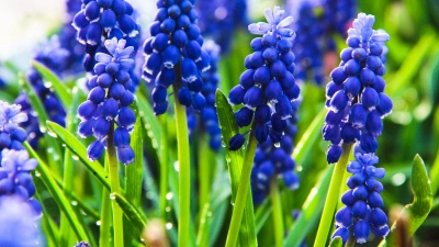 ilustracja aktualności: Harmonogram  UTW AWSB 