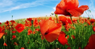 ilustracja aktualności: Harmonogram UTW  AWSB