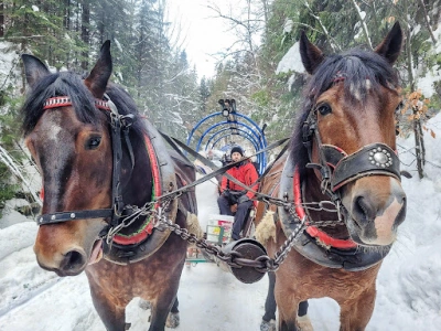 ilustracja aktualności: KULIG w Wiśle - Zapraszamy do zapis&oacute;w!