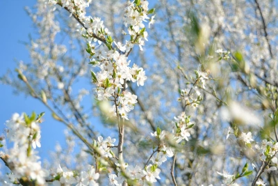 ilustracja aktualności: Kalendarz UTW AWSB 