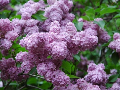 ilustracja aktualności: Harmonogram UTW Akademii WSB  - MAJ 2025 