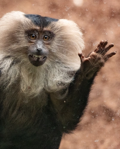 ilustracja aktualności: Zapraszamy na Rodzinną Wyprawę Naukową do Orientarium i ZOO w Łodzi.