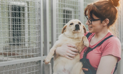 ilustracja aktualności: Spacer z psami z Ośrodka dla Zwierząt &bdquo;Artemida&rdquo; w Jaworznie