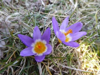 ilustracja aktualności: Kalendarz UTW AWSB