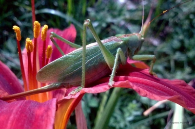 ilustracja aktualności: NATURA - wirtualny wernisaż nadesłanych prac