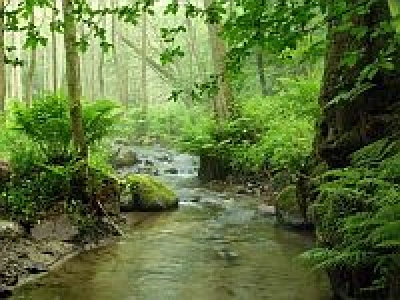 ilustracja aktualności: Tajemnice Lasu Zagórskiego