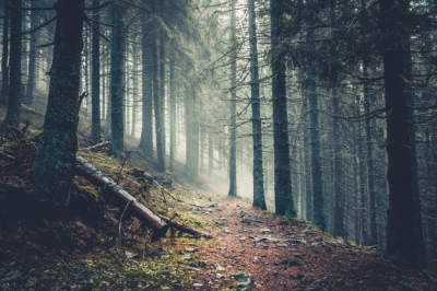 ilustracja aktualności: &bdquo;Las jak miasteczko&rdquo;