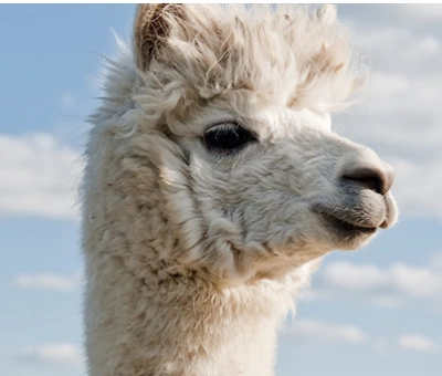 ilustracja aktualności: Alpaki na Uczelni!