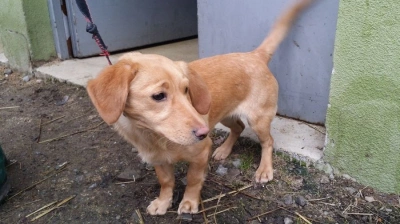 ilustracja aktualności: Podaj psu pomocną łapę.