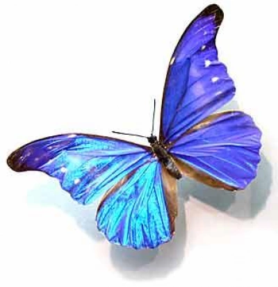 ilustracja aktualności: Cieszyński Uniwersytet Dzieci - Barwny świat motyli