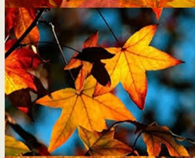 ilustracja aktualności: Wiecz&oacute;r poetycki pt.: "Złotojesiennie...z muzyką i poezją", 