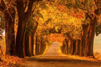 ilustracja aktualności: Liście lecą z drzew....