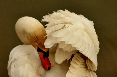 ilustracja aktualności: NATURA