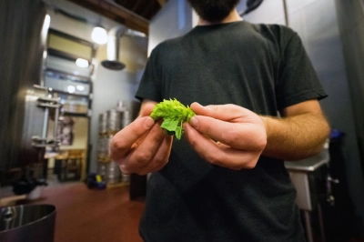 ilustracja aktualności: Gorzelnictwo i piwowarstwo 